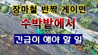 [텃밭농부 1,582]  장마철에 반짝 게이면 수박밭에서 해야 할 중요한 일. #수박재배
