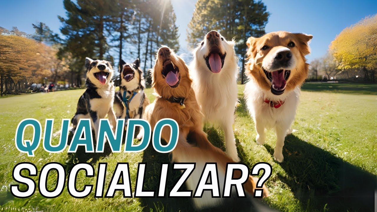 QUANDO DEVO COMEÇAR A SOCIALIZAR MEU CÃO COM OUTROS CÃES?