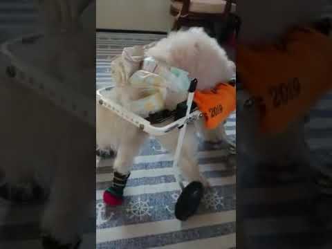 ナナちゃん　犬用車椅子で歩く