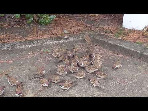 餌を貰いに来るすずめ達 20220111pm 8（雨の日天満宮）