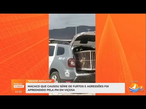 Macaco ter:rori:sta é cap:turado em Viçosa/RN