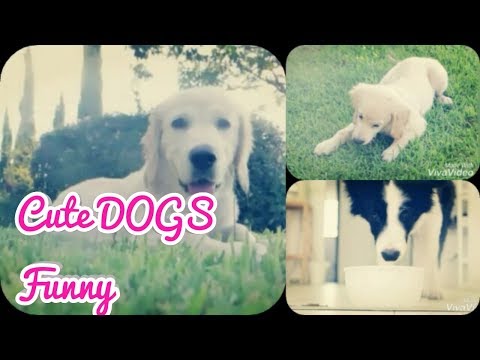 Cute dogs funny playing video beautiful dogs funny cute expressions
