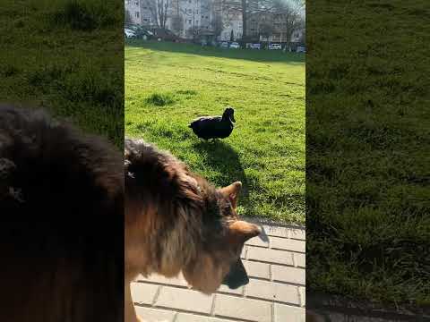 Taniec z kaczkami🦆🥰🐕‍🦺 #śmieszne #kaczka #kaczor #śmiesznezwierzęta #zwierzęta #zwierzaki