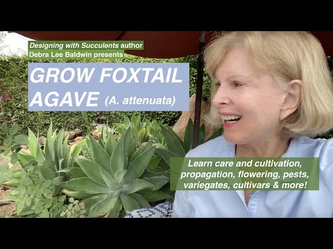 Grow Foxtail Agave (A. attenuata), a Perfect & Popular Succulent
