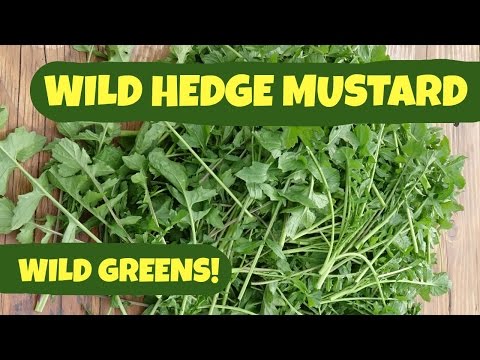 Picking Hedge Mustard: with cooking tips