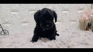 ミニチュアシュナウザーの動画01