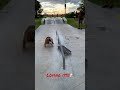Giotto The Skating Bulldog Loving It
