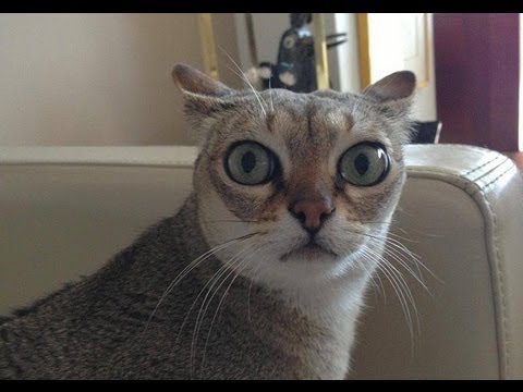 Gatto vs Volpe -  Cat vs Fox - chats drôles- gatos engraçados