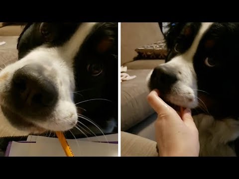 Dog Interrupts Owner Doing Homework