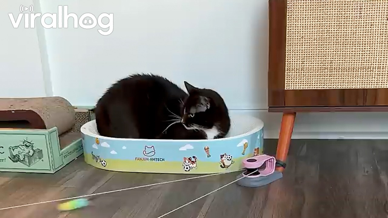 Cat Is Completely Unimpressed With New Toy || ViralHog