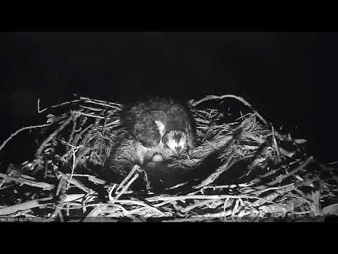 2018 04 14 Egg #2 laid at 22:50 - Boulder County Osprey Cam