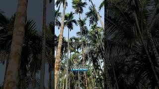 Download lagu Unique method used by Indian farmers to harvest betel nuts mp3
