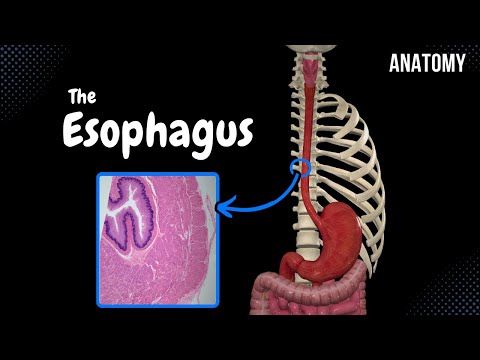 Esophagus (Parts, Curvatures, Constrictions, Layers) - Anatomy