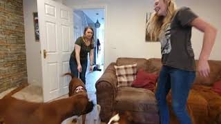 Layla with the Tribe of Boxer Dogs! - Reunion