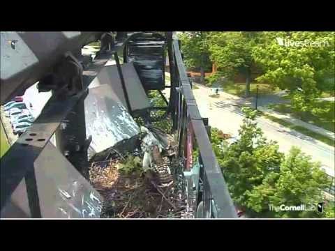 Cornell Baby Hawk (#3) says Gotchya to a chipmunk