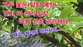 자두,매실,체리... '꽃눈 털린다'는 말은? 자두 화속 털림, 체리 화속 털림, 매실 화속털림의 뜻과 화속…