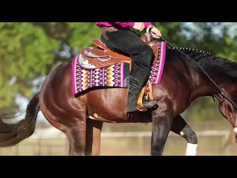 KOLE PRICE & GOLDEN COINS