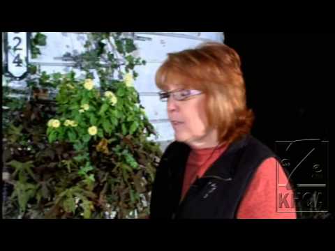 How to prepare russian sage for winter