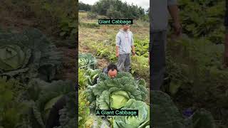 Download lagu Memanen Kubis Raksasa ๐ #memuaskan #singkat mp3 Download lagu Memanen Kubis Raksasa ๐ #memuaskan #singkat mp3