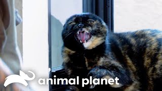 Reese's Kitty Rehabilitation | My Cat From Hell | Animal Planet