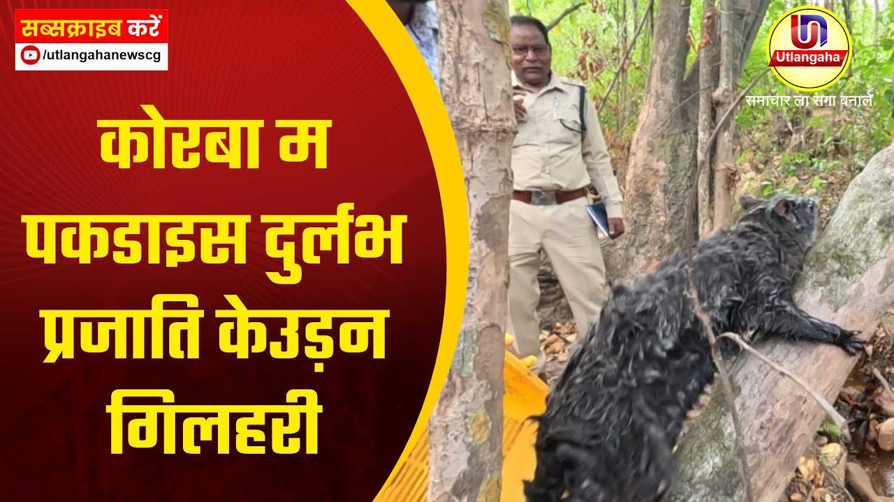 कोरबा म पकडाइस दुर्लभ प्रजाति के उड़न गिलहरी