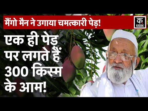 Lucknow Mango Man: किसी करिश्मे से कम नहीं ये आम का पेड़! एकसाथ उगते हैं 300 से ज्यादा किस्म के आम
