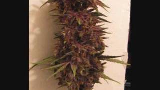 slightly stoopid - fruits 'legalize them'