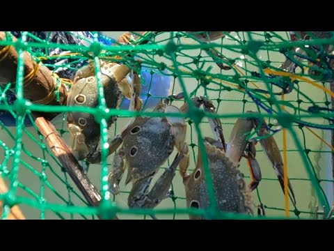 EP699-P2 - Blue Crabs Catch and Cook | Overnight Camping