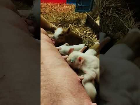 Это был их первый день #животные #pig #animals #piglet #свинья #farming