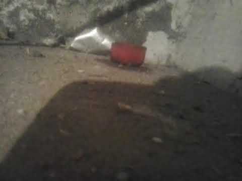 неизвестное растение шаталось без ветра