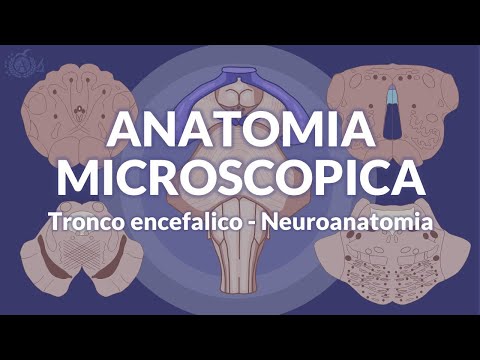 Brainstem - Microscopic Anatomy - Neuroanatomy