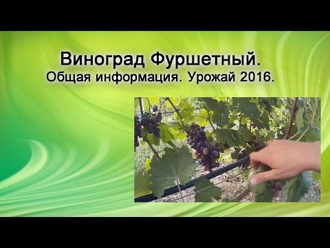 Фуршетный Виноград Фото Описание Фуршетный Виноград Фото Описание