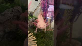 Download lagu HAPPY AXOLOTLS mp3