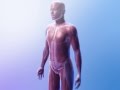 Learn Visible Body Muscle Contractions