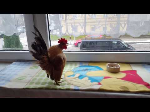 , title : 'Das krähen eines Ayam Serama   Kleinste Huhn der Welt ;-)'