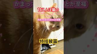 it's a cat.猫です！愛猫の特技見せます！#cat#cute #三毛猫 #茶トラ#ねこのいる生活 #猫のいる暮らし #kitten #運動神経#マッチョ猫
