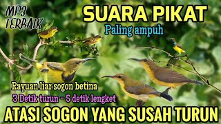 Download lagu Suara pikat sogon | Atasi sogon yang susah turun | Rayuan liar sogon betina  mp3