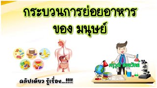 กระบวนการย่อยอาหารของมนุษย์