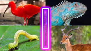 Amazing Animals Starting With I ||  Animals And Birds Starting with I