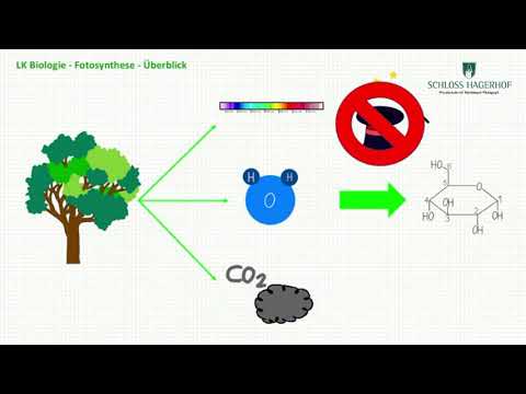 Fotosynthese Teil 1 - Einführung