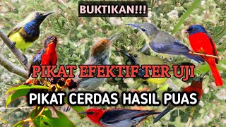 Download lagu Suara Pikat Kemade Ribut Kombinasi Sogon dan Prenjak Paling Ampuh‼️ mp3
