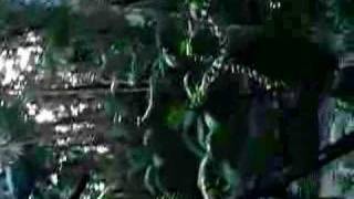 Rain Forest in Fraser Island