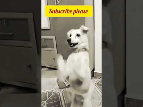 #viral #trending #doglover #viralshort