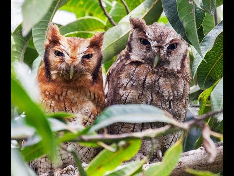 Myšiarka tropická — Tropical Screech-Owl