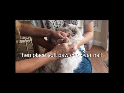 How to Apply Soft Paws Nail Caps to a Cat Beautiful Himalayan Persian