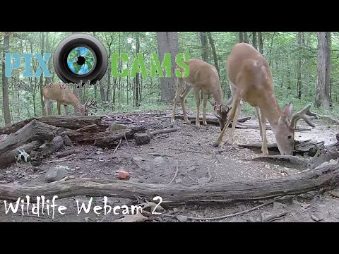 Deer & Wildlife thumbnail