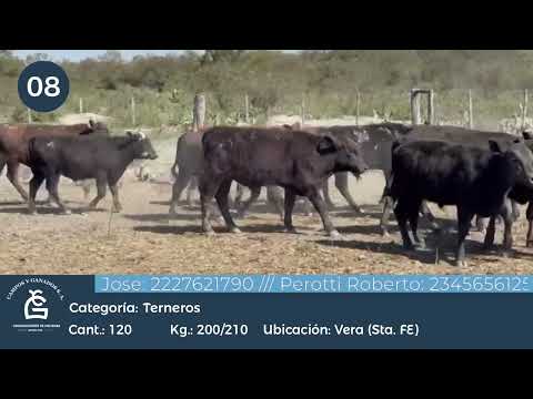 Lote Machos - Vera Santa Fe