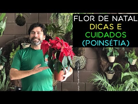 , title : 'Flor de Natal: Dicas e Cuidados (Poinsétia)'