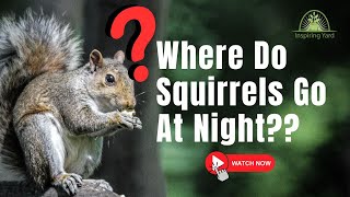 Where Do Squirrels Go At Night? The Answer Will Surprise You!