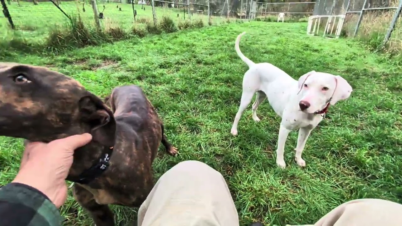 Enlarge Rajah, a ADOPTABLE mixed breed in Olympia, WA video 6/6